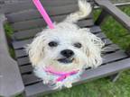 Adopt DOILY a Poodle, Mixed Breed