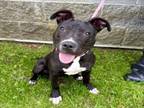Adopt STORM a Pit Bull Terrier