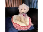 Adopt Miss Becker 11687 a Poodle