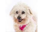 Adopt Hostess 11845 a Poodle, Bichon Frise