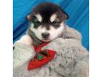 Alaskan Malamute Puppy for sale in Jefferson City, MO, USA