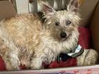 Adopt A340444 a Yorkshire Terrier, Mixed Breed