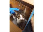 Adopt JAZZABELLE a Domestic Short Hair