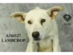 Adopt LAMBCHOP a Labrador Retriever, Golden Retriever