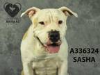 Adopt SASHA a Shar-Pei, Pit Bull Terrier