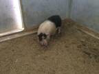 Adopt Livestock a Pig