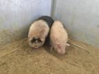 Adopt Livestock a Pig