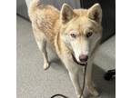 Adopt MacKerel a Siberian Husky