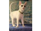Adopt White Feather a American Shorthair