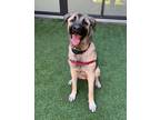 Adopt SPRING a Anatolian Shepherd, Mixed Breed