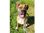 Adopt KIM K a Boxer