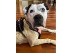 Adopt BETTY PEARSON a Pit Bull Terrier, Mixed Breed