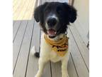 Adopt ARIEL a Border Collie, Great Pyrenees
