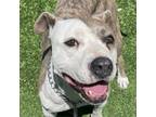 Adopt Kardi - ECAS a Pit Bull Terrier