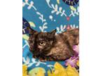 Adopt GLORIA a Domestic Short Hair