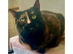 Adopt Bell a Domestic Short Hair