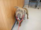 Adopt GYPSY a Pit Bull Terrier