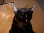 Adopt LACE a Domestic Short Hair