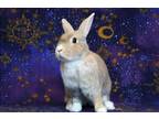 Adopt SUMMER BUNNY a Bunny Rabbit