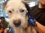 Adopt SNOOPY a Cairn Terrier