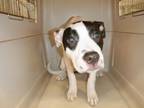 Adopt KAIA a Pit Bull Terrier