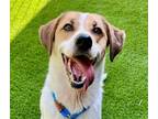 Adopt ALLIE a Harrier, Mixed Breed
