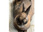 Adopt KATJA a Bunny Rabbit