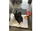 Adopt SASHA a Labrador Retriever, Border Collie