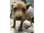 Adopt Thelma a Pit Bull Terrier, Mixed Breed