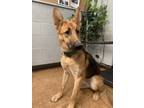 Adopt Bebe a German Shepherd Dog, Mixed Breed