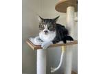 Adopt Gemma a Domestic Short Hair