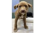 Adopt Tanka a Pit Bull Terrier, Mixed Breed