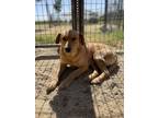 Adopt Stephanie a Shepherd, Mixed Breed