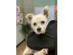 Adopt Blanca a Terrier, Mixed Breed
