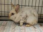 Adopt A188864 a Bunny Rabbit
