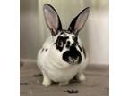 Adopt Skeletor a Mini Rex