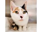 Adopt Milly Vanilly (bonded w/Dicky) a Domestic Short Hair