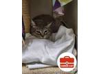 Adopt NeeNee Lily a Domestic Short Hair