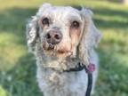 Adopt FRANCIS a Poodle