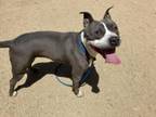 Adopt SWEETIE PIE a Pit Bull Terrier
