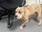 Adopt SANDY a Pit Bull Terrier, Mixed Breed