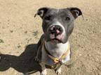 Adopt ROSE a Staffordshire Bull Terrier