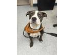 Adopt BABY GIRL a Pit Bull Terrier