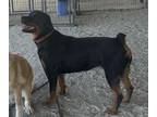 Adopt A132074 a Rottweiler