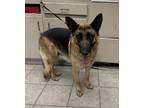 Adopt A132103 a German Shepherd Dog