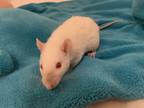 Adopt Rose LV a Rat
