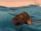 Adopt Hazel LV a Rat