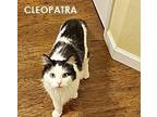 Adopt CLEOPATRA a Domestic Long Hair