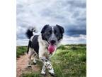 Adopt Gypsy Rose Leigh - foster needed a Border Collie