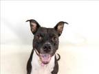 Adopt MATILDA a Staffordshire Bull Terrier, Mixed Breed